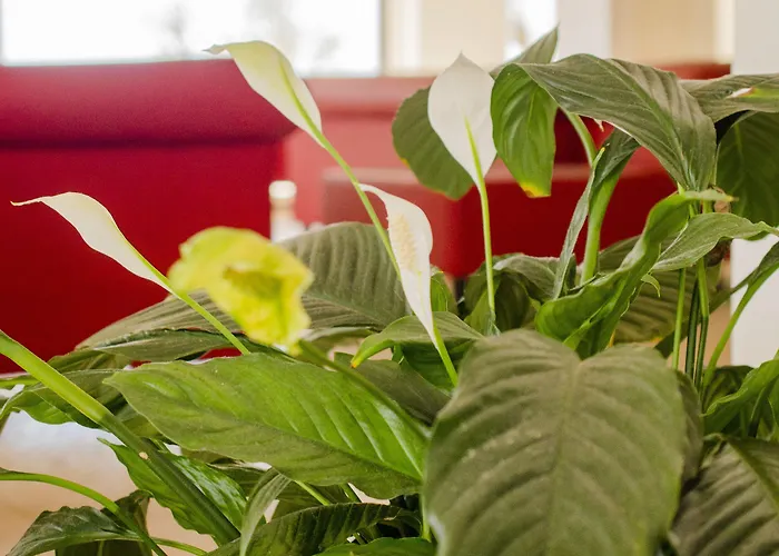 San Domenico Family 4* Scalea