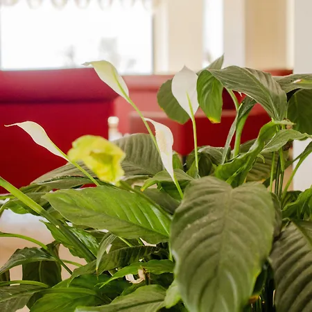 San Domenico Family 4* 스칼레아